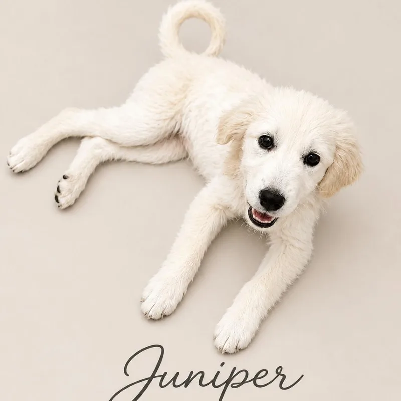 A baby large-sized female Great Pyrenees dog named Juniper for adoption in Phoenix, AZ