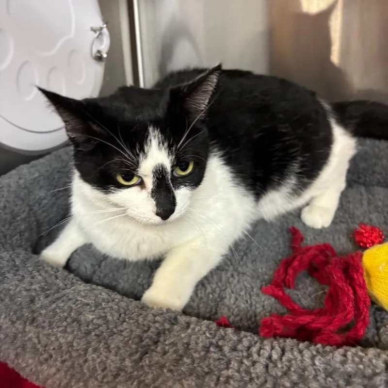 An adult medium-sized female Black Domestic Short Hair cat named Gardenia for adoption in Los Angeles, CA
