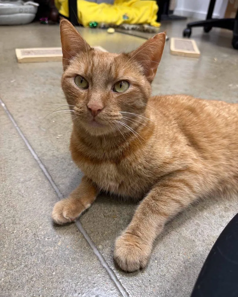 An adult medium-sized male Orange / Red Domestic Short Hair cat named Jinx for adoption in Bensalem, PA
