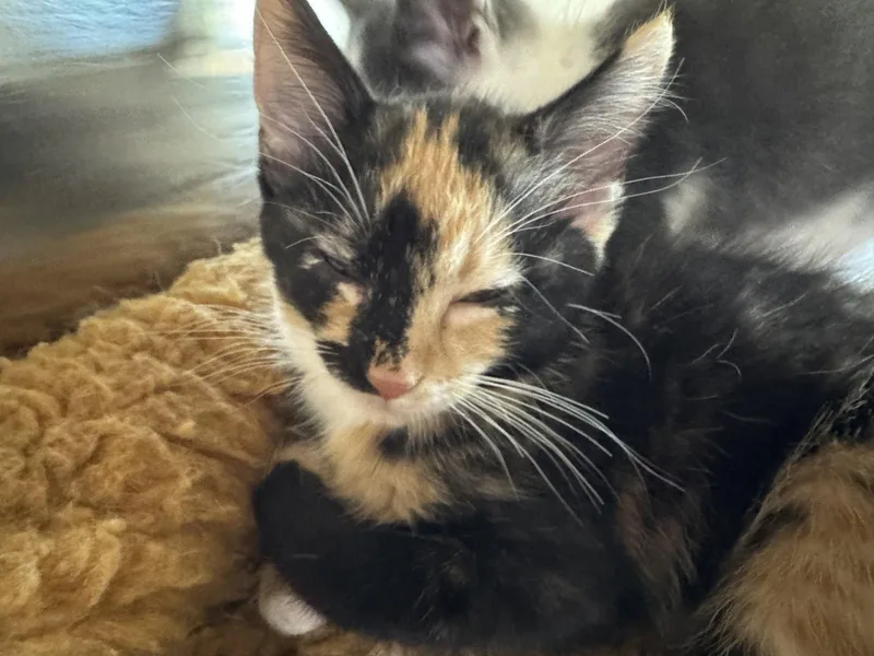A young medium-sized female Tortoiseshell cat named Heather for adoption in Austin, MN