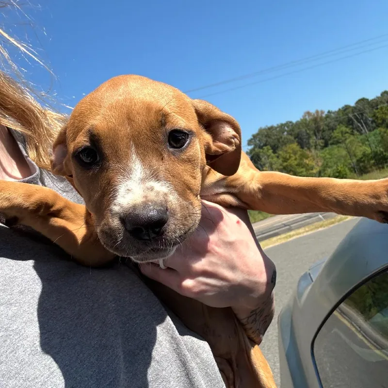 A baby small-sized female Terrier dog named Gigi for adoption in Marshall, TX
