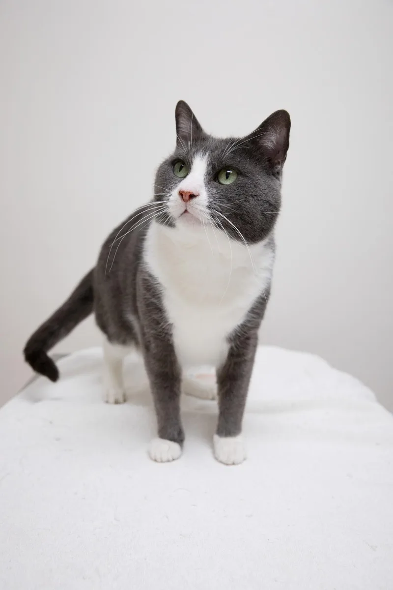 An adult large-sized male Gray & White Domestic Short Hair cat named Anthony for adoption in Montclair, NJ