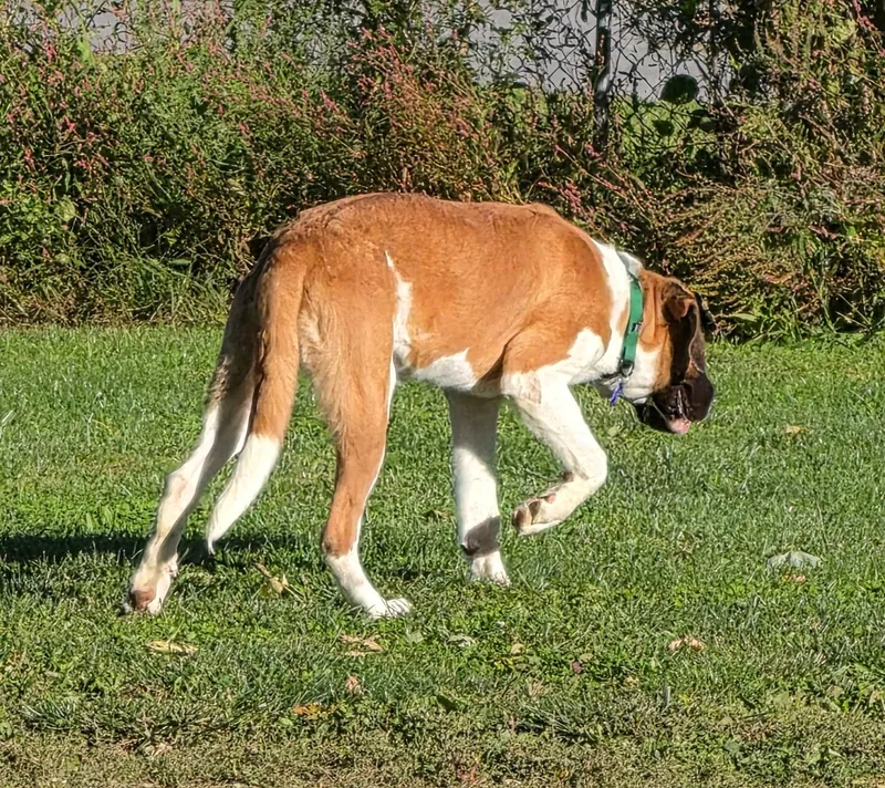 A young large-sized female Brown / Chocolate Saint Bernard dog named Cleo for adoption in Carey, OH