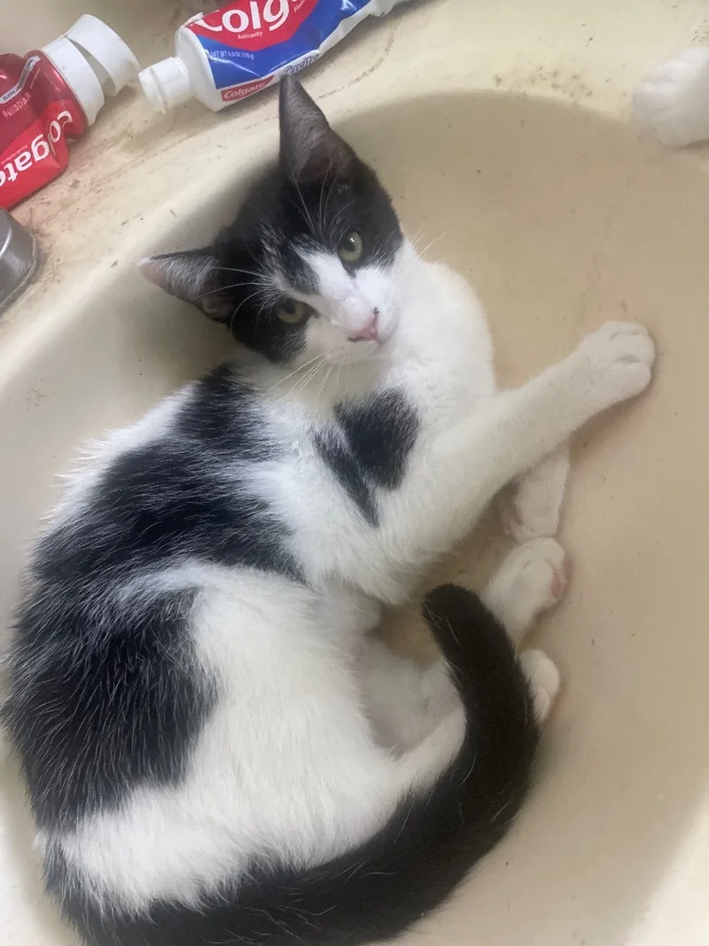 A baby small-sized female Black & White / Tuxedo Domestic Short Hair cat named Amelia for adoption in Bell Gardens, CA
