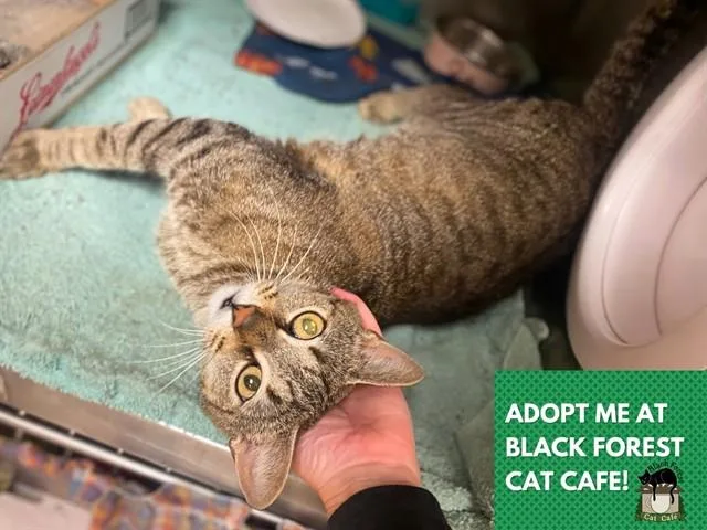 An adult medium-sized female Domestic Short Hair cat named Skyla for adoption in Fort Wayne, IN