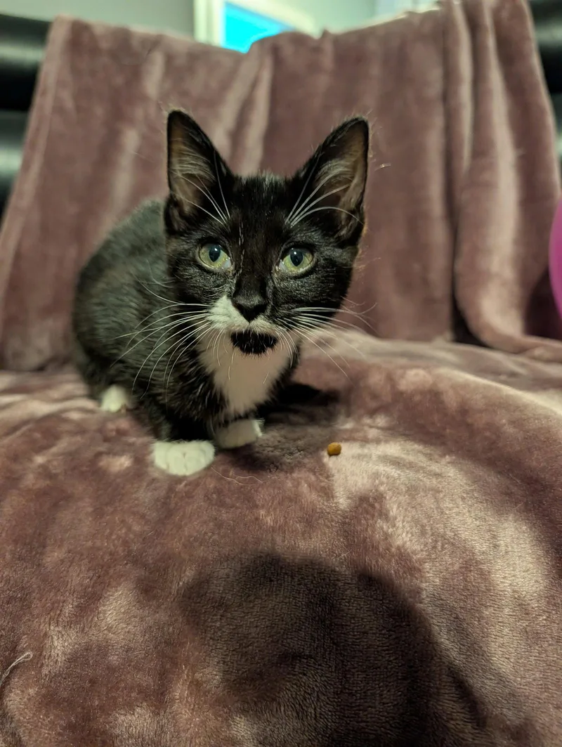 A baby medium-sized female Domestic Short Hair cat named Sable for adoption in Roxboro, NC