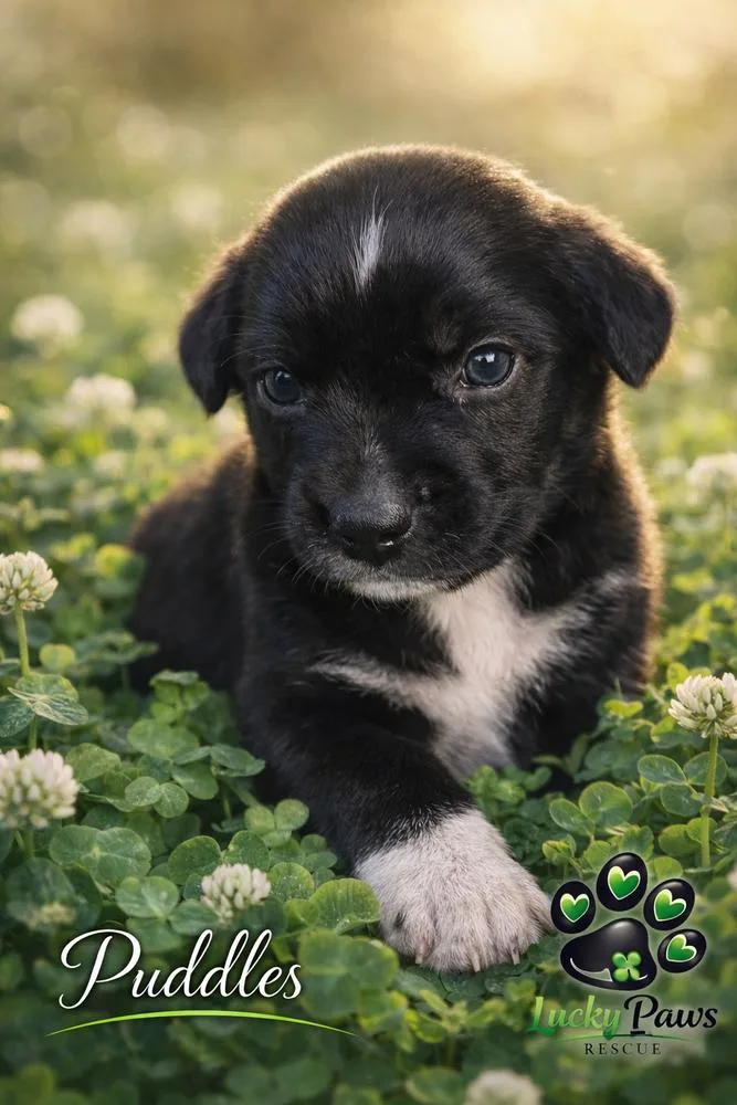 Spring Litter:  Puddles thumbnail 4