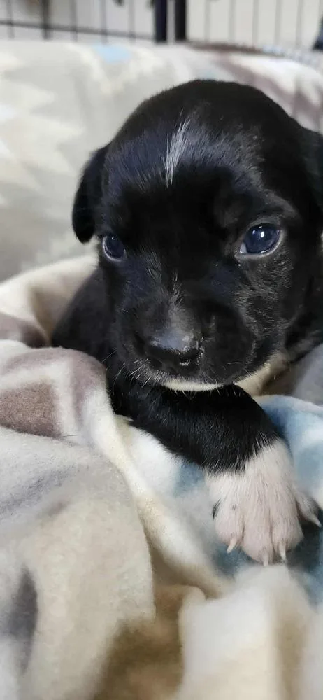 Spring Litter:  Puddles thumbnail 6