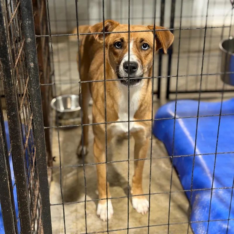 A young medium-sized female Red / Chestnut / Orange Mountain Cur dog named Judy for adoption in Fort Smith, AR