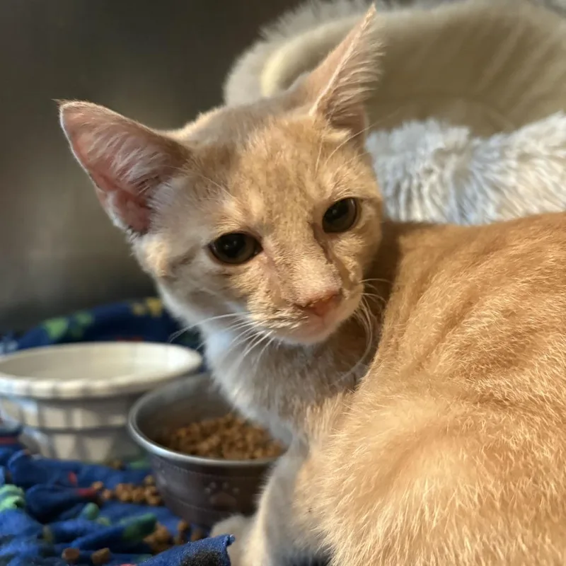 A baby small-sized male Buff / Tan / Fawn Domestic Short Hair cat named Stucco for adoption in Louisville, KY