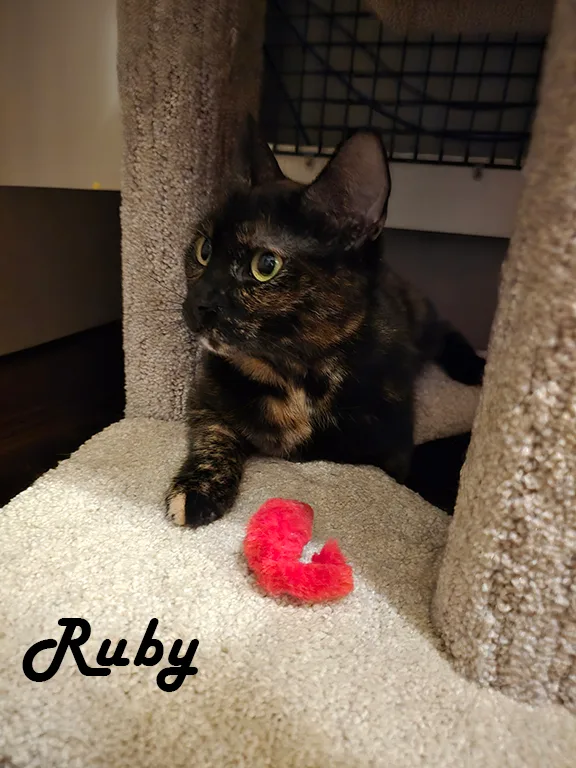 Rocky & Ruby thumbnail 2