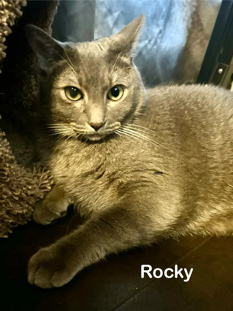 Rocky & Ruby thumbnail 3