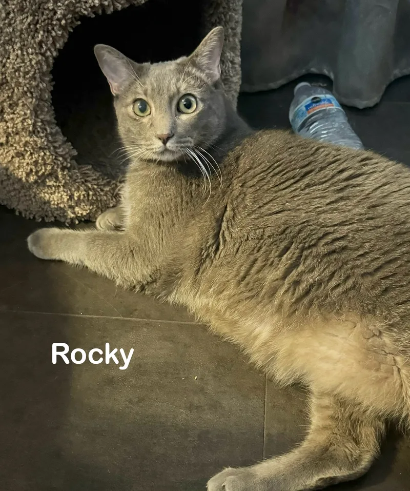 Rocky & Ruby thumbnail 4