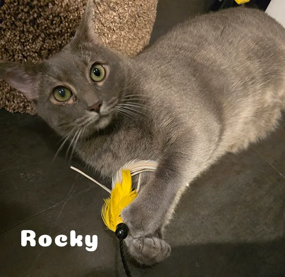 Rocky & Ruby thumbnail 5