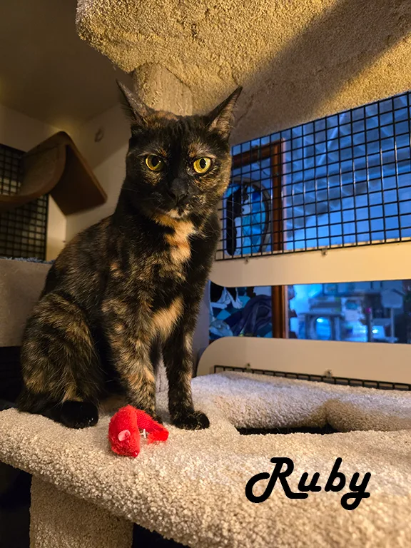 Rocky & Ruby thumbnail 6