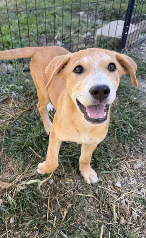 A baby large-sized female Shepherd dog named Georgia : Savannah for adoption in Aurora, IN