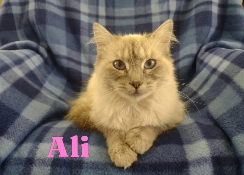 A young medium-sized male Cream Point Siamese cat named Ali for adoption in Wyandotte, MI