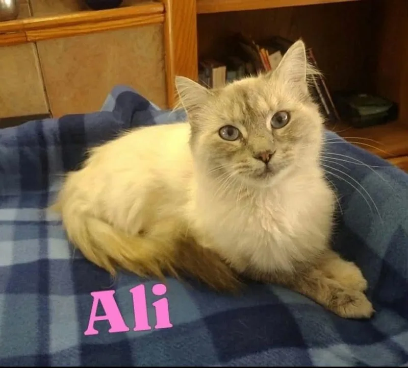 Ali thumbnail 3