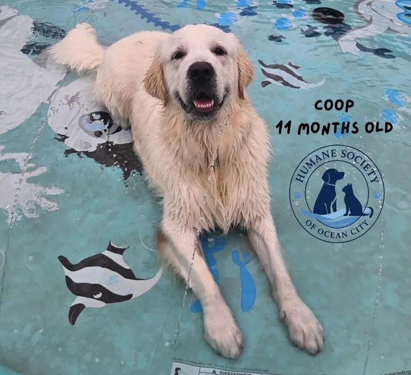 A young large-sized male White / Cream Golden Retriever dog named Coop for adoption in Ocean City, NJ