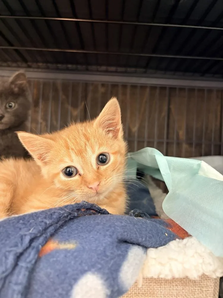 A baby small-sized male Tabby (Orange / Red) Domestic Short Hair cat named Wilbur for adoption in Lake Wylie, SC
