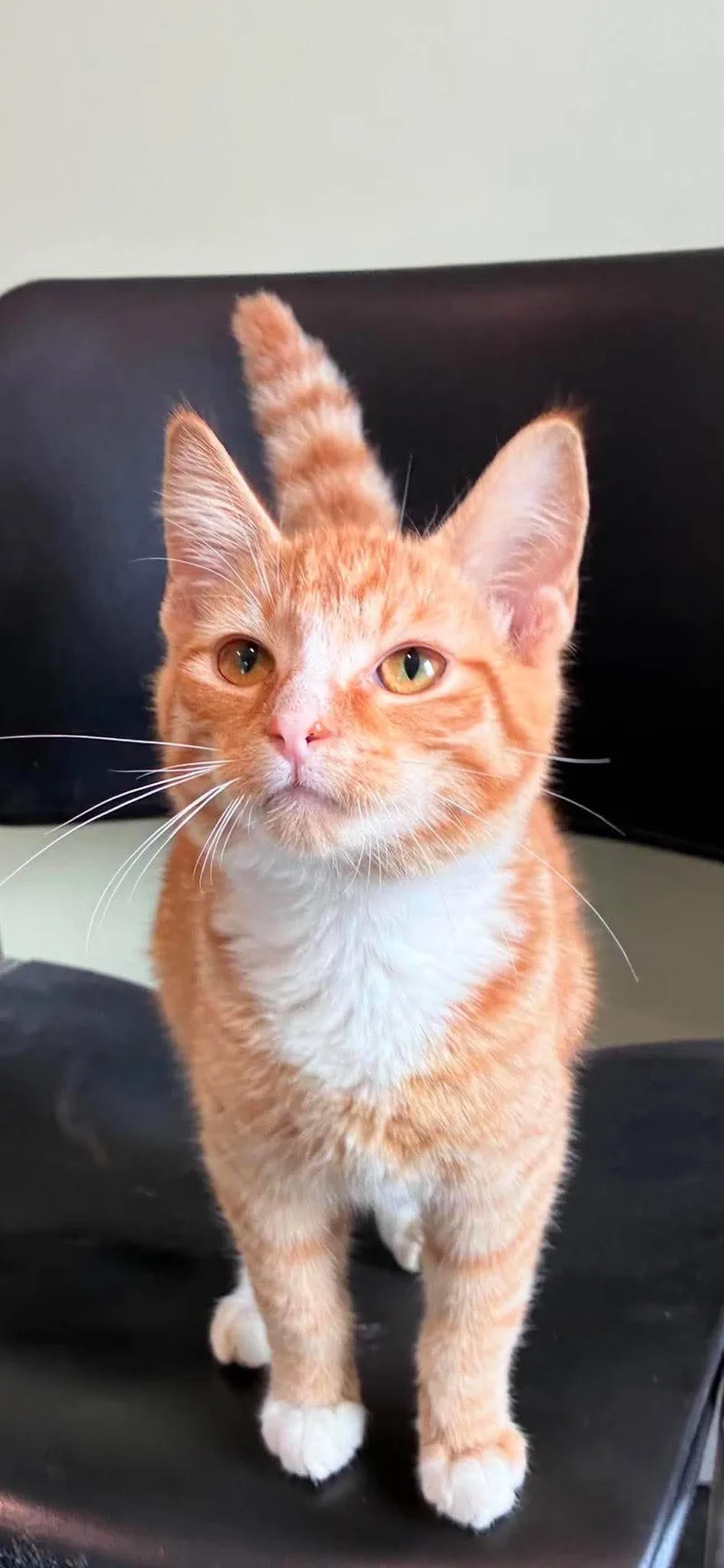 Dewey