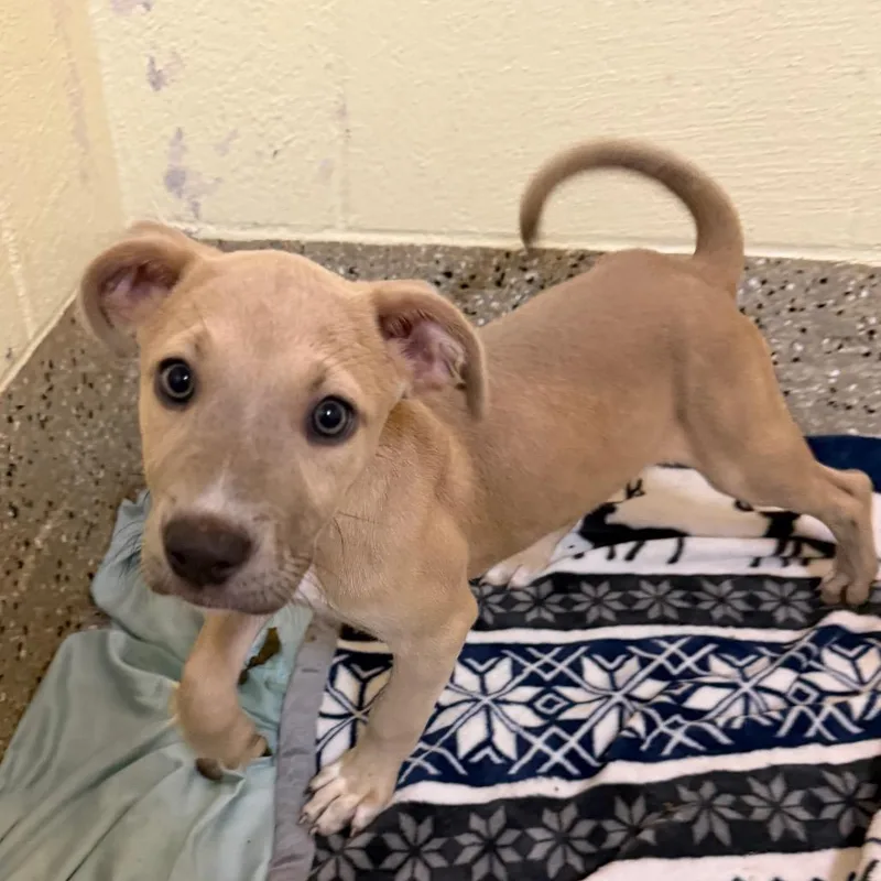 A baby small-sized female Yellow / Tan / Blond / Fawn Mixed Breed dog named Paladin for adoption in Pensacola, FL