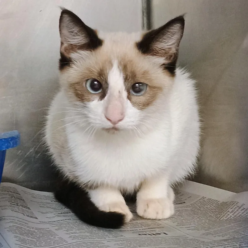 A baby small-sized female Cream / Ivory Siamese cat named Bandita for adoption in Palestine, TX