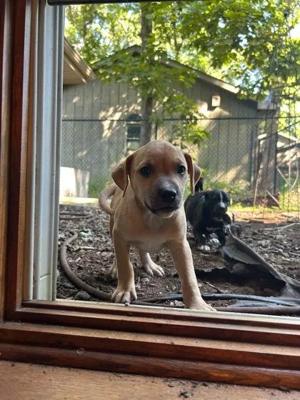 A baby medium-sized female Mixed Breed dog named Gold for adoption in Hobart, IN