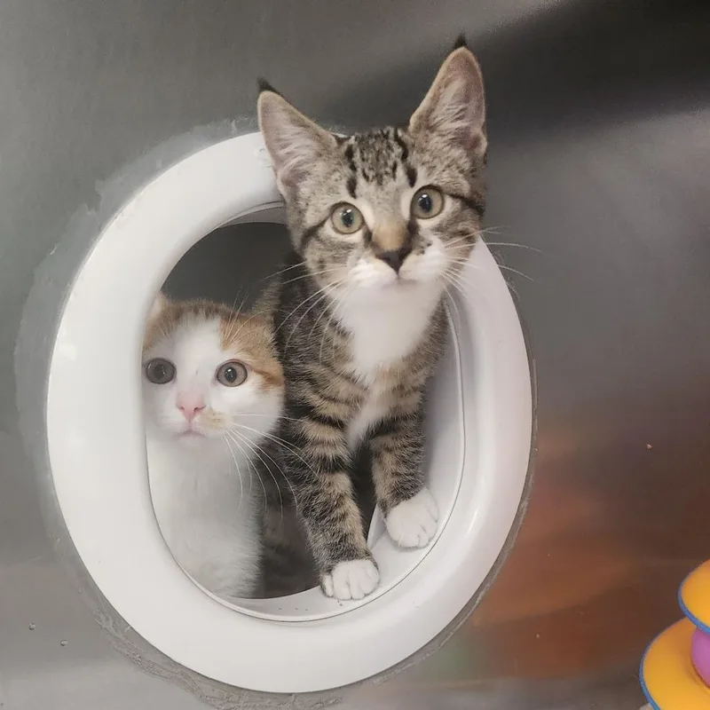 A baby small-sized female Brown / Chocolate Domestic Short Hair cat named Latte for adoption in Brockton, MA