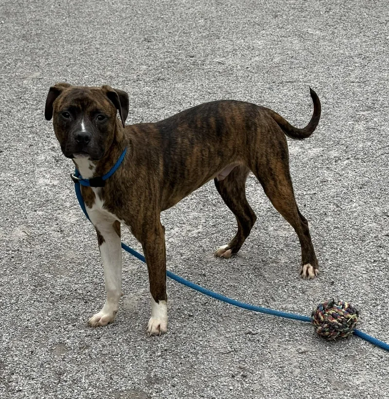 A young medium-sized male Brindle Pit Bull Terrier dog named Jr for adoption in Springfield, IL
