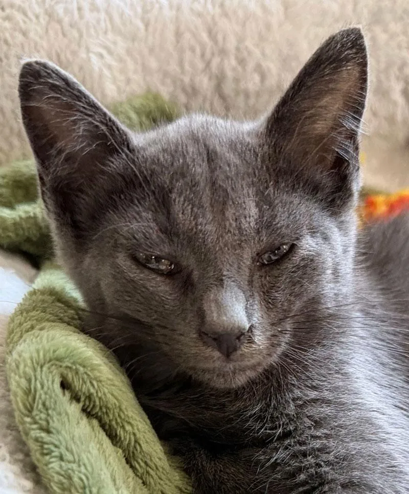 A young medium-sized male Gray / Blue / Silver Chartreux cat named Micky for adoption in Horseshoe Bend, AR
