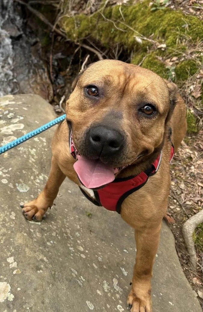 An adult large-sized female Golden American Staffordshire Terrier dog named Carmen for adoption in Heber Springs, AR