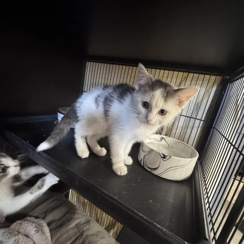 A young medium-sized male American Shorthair cat named Porter for adoption in Midland, MI