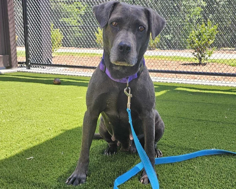 A senior large-sized female Black Mixed Breed dog named Ramona for adoption in Raleigh, NC