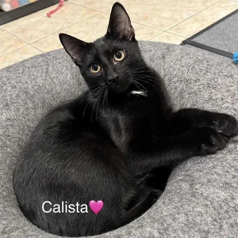 Calista