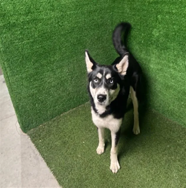 A young medium-sized female Siberian Husky dog named Tara for adoption in Lancaster, CA