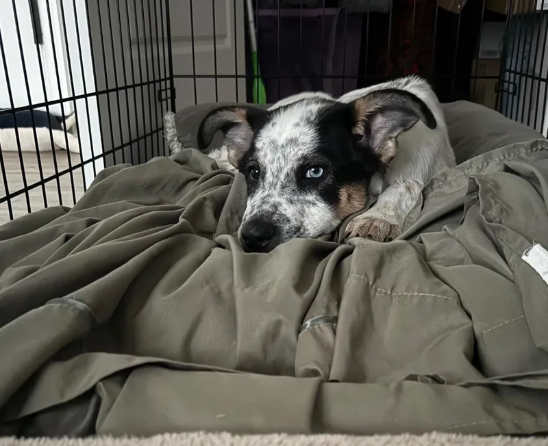 A baby medium-sized male Australian Cattle Dog / Blue Heeler dog named Rey Ficturo for adoption in Fort Lupton, CO