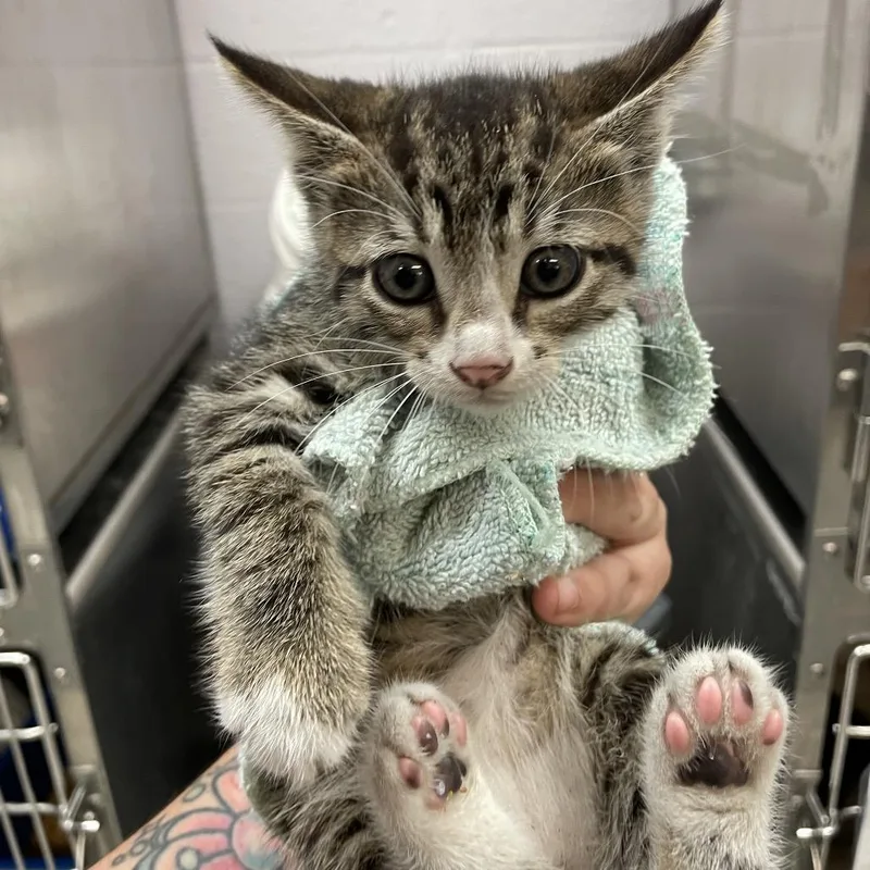 A baby small-sized male Brown / Chocolate Domestic Short Hair cat named Malcolm for adoption in Port Charlotte, FL