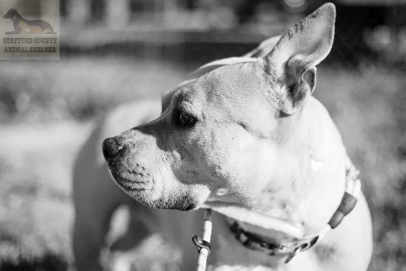 An adult medium-sized female Yellow / Tan / Blond / Fawn Pit Bull Terrier dog named Rose Please Read for adoption in Stafford, VA