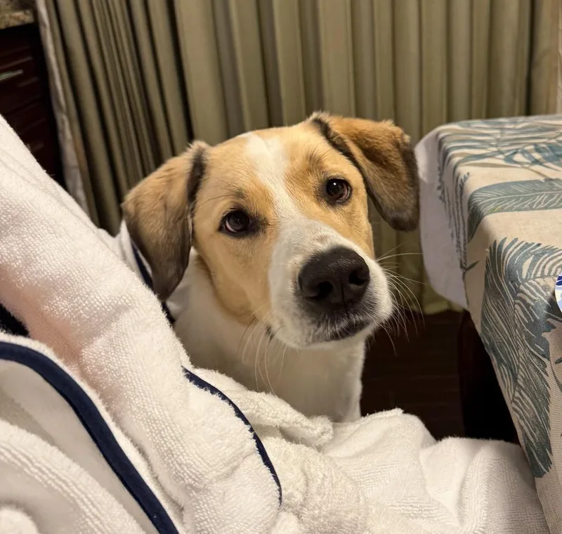 An adult large-sized female White / Cream Retriever dog named Indie for adoption in Falls Church, VA