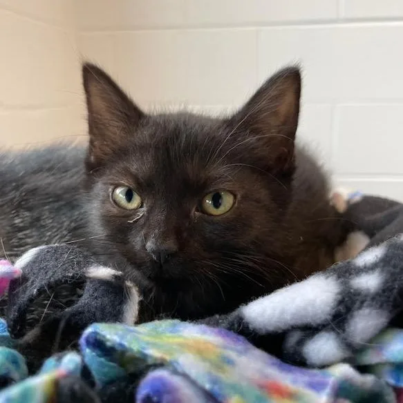 A young medium-sized male Black Domestic Short Hair cat named Neutron for adoption in Stafford, VA
