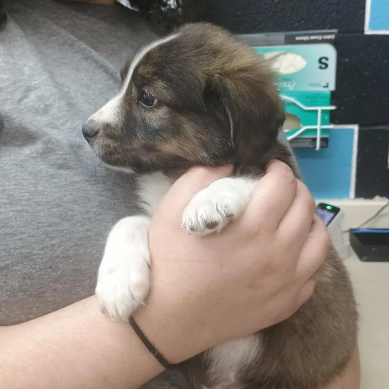 A baby small-sized male Black Mixed Breed dog named Gator for adoption in Ardmore, OK