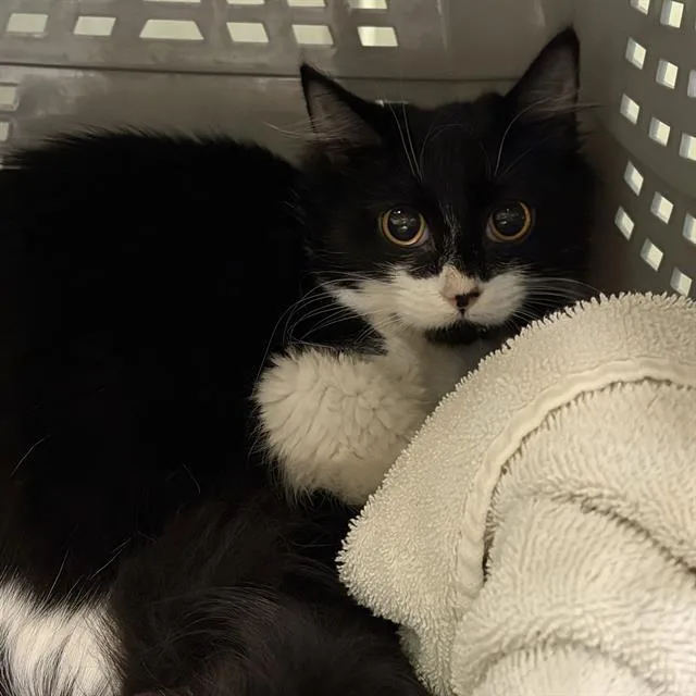 A young small-sized female Domestic Long Hair cat named Nes for adoption in Methuen, MA