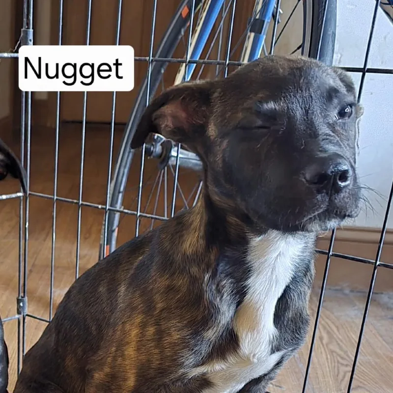 A baby small-sized male Mixed Breed dog named Nugget for adoption in San Diego, CA