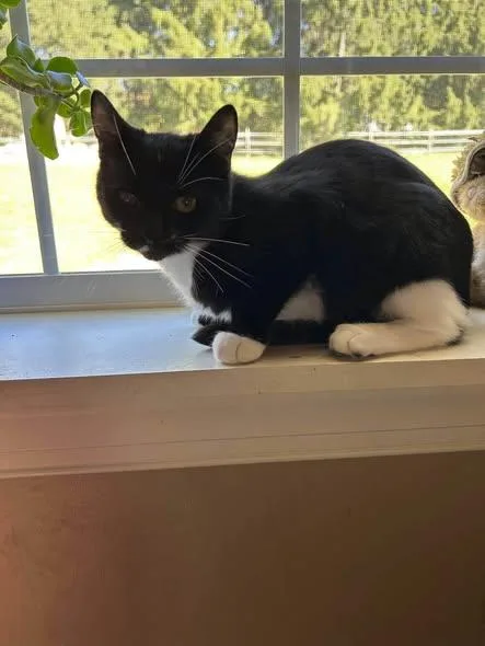 A young medium-sized female Black & White / Tuxedo Domestic Short Hair cat named Wren for adoption in Reading, PA