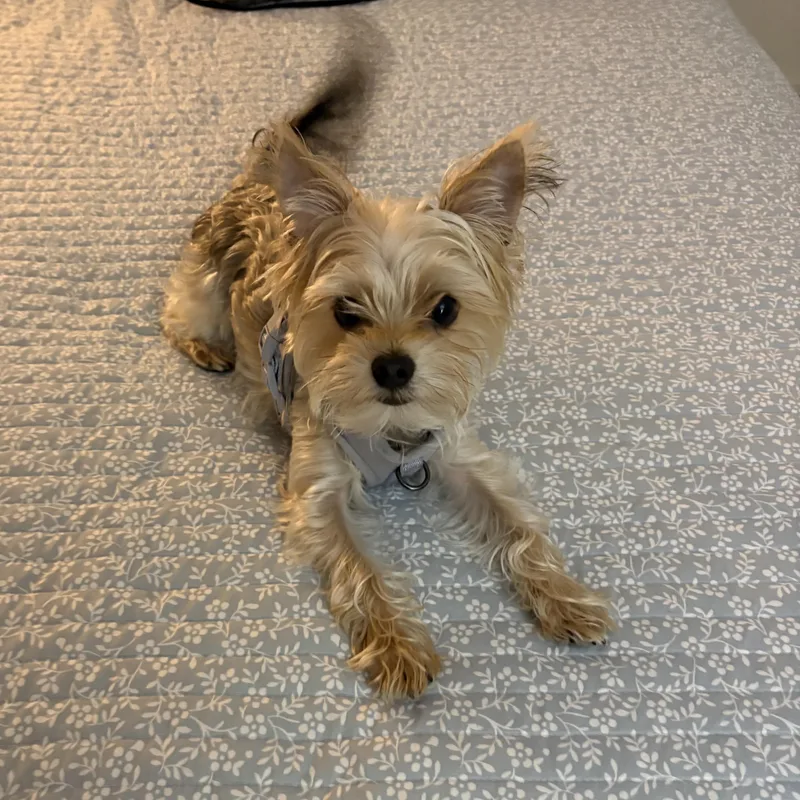 A baby small-sized male Gray / Blue / Silver Yorkshire Terrier dog named Leo for adoption in Abington, PA