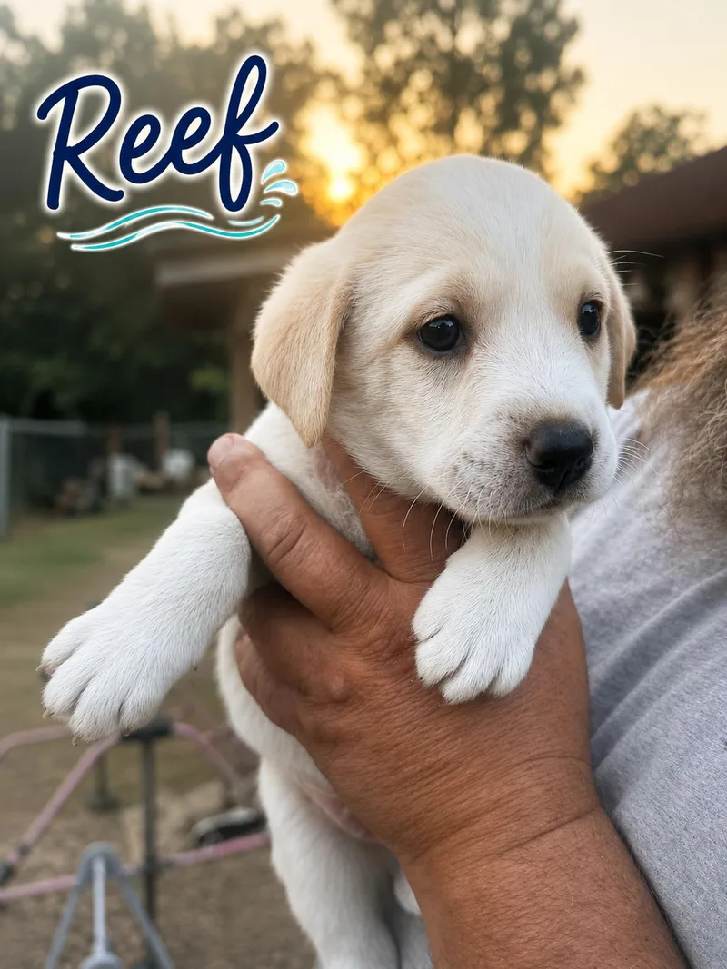 A baby medium-sized male Labrador Retriever dog named Reef for adoption in Carmel, NY