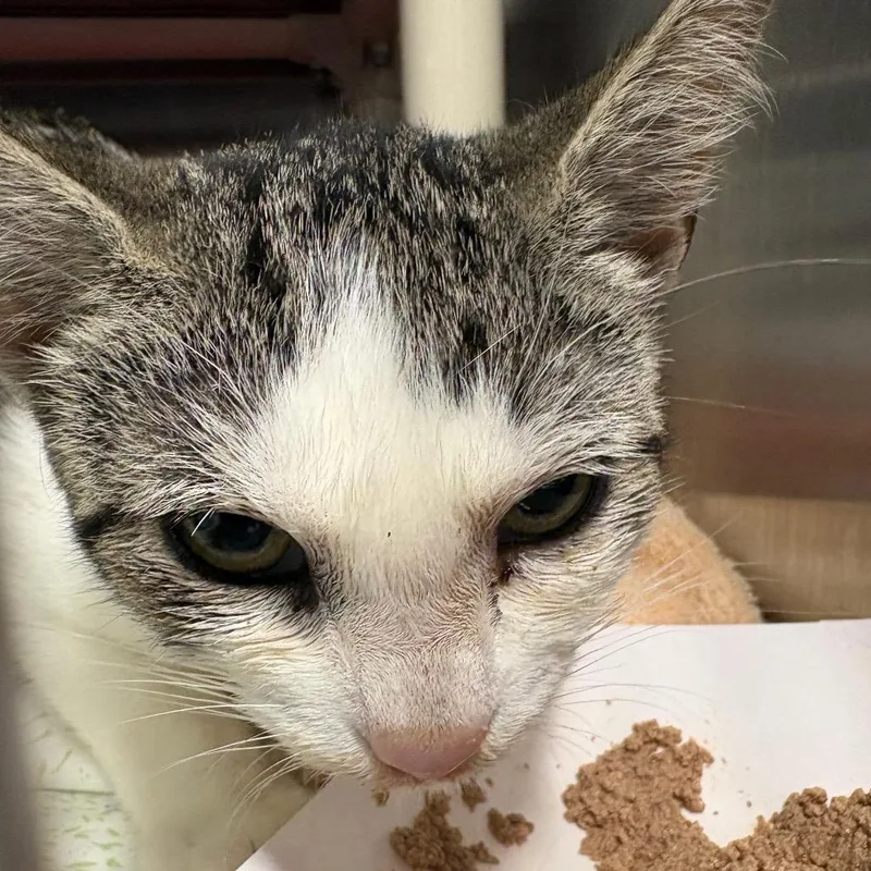 A baby small-sized female White Domestic Short Hair cat named Jenner for adoption in Kennebunk, ME