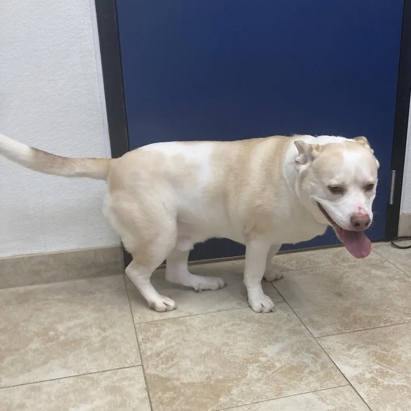 An adult large-sized male Yellow / Tan / Blond / Fawn Mixed Breed dog named Hedwig for adoption in Galveston, TX
