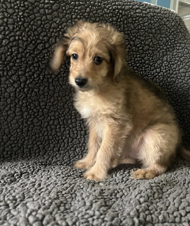 A baby small-sized male Poodle dog named Samson for adoption in Pipe Creek, TX